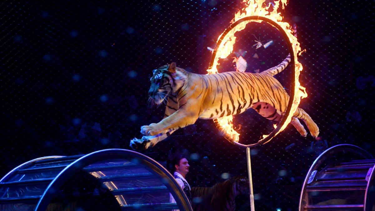 Cyberpunk евробаксы