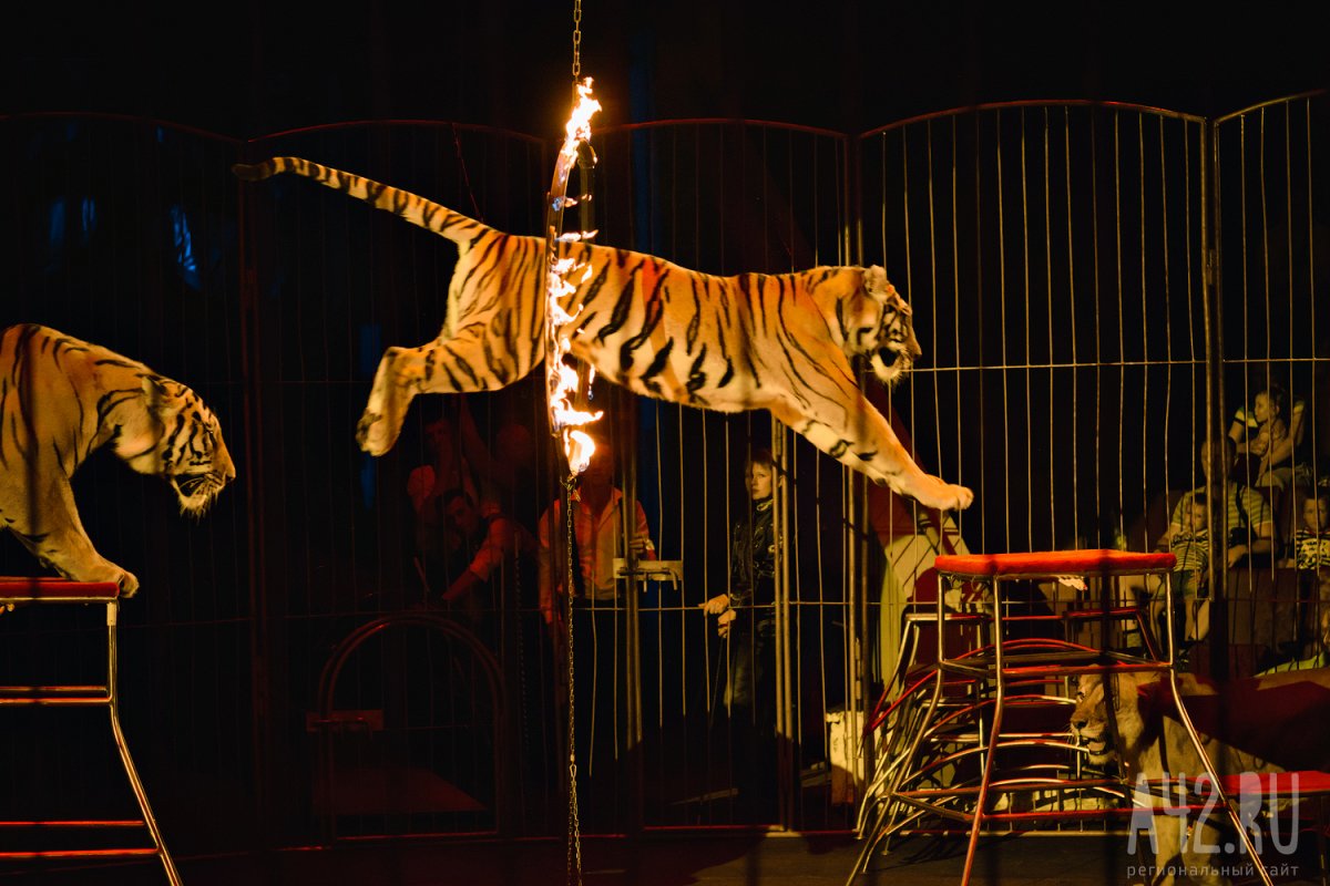 На арене цирка