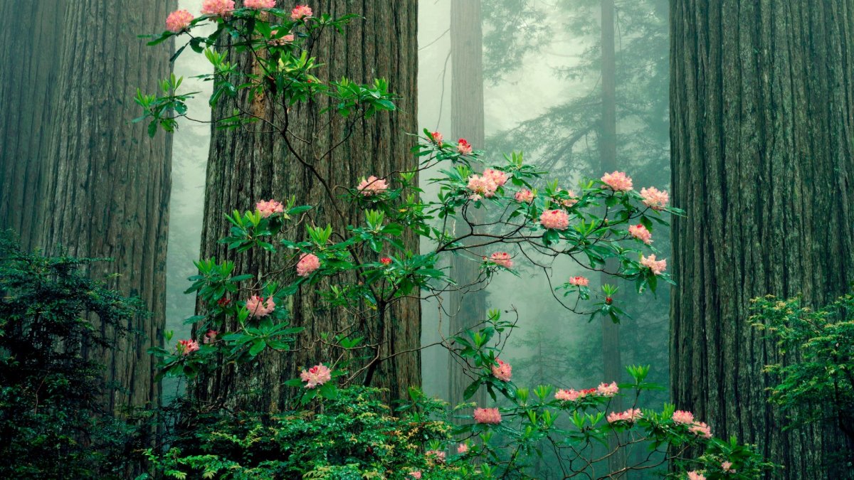 Заросли цветов