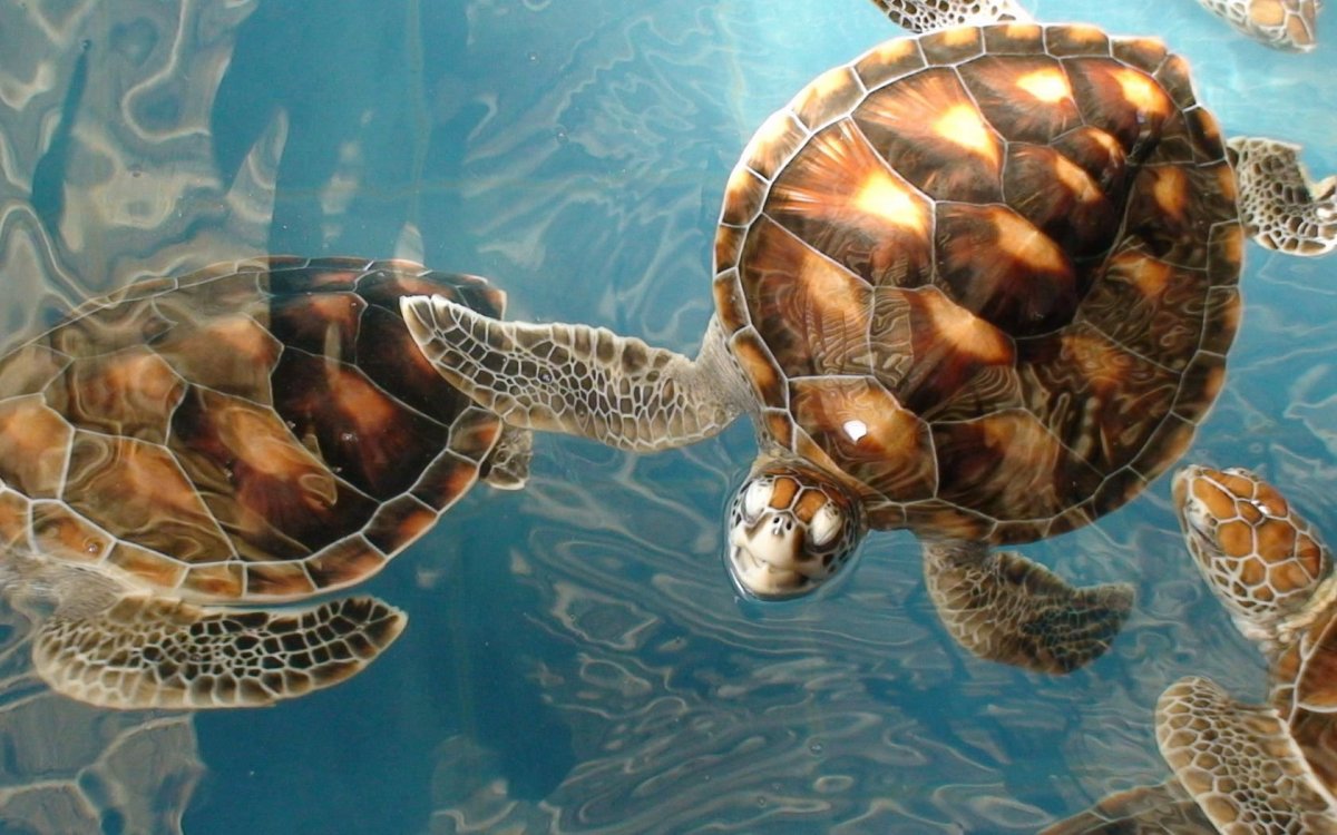 Морская черепаха и Черепашата