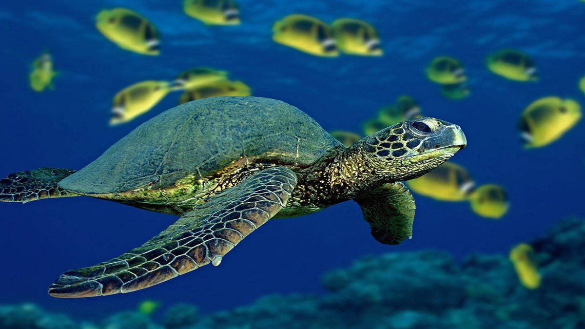 Обои на рабочий стол черепаха