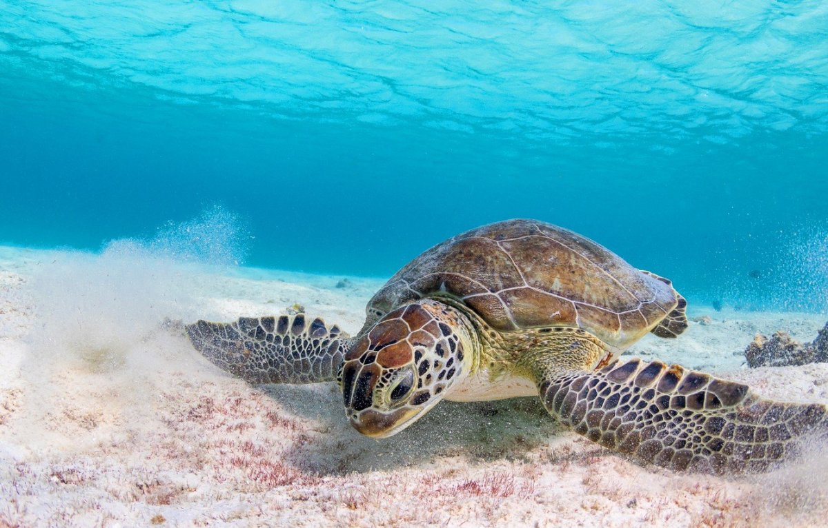 Марса Алам риф черепахи