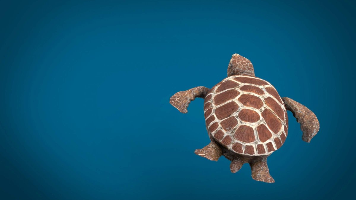 Черепаха обои