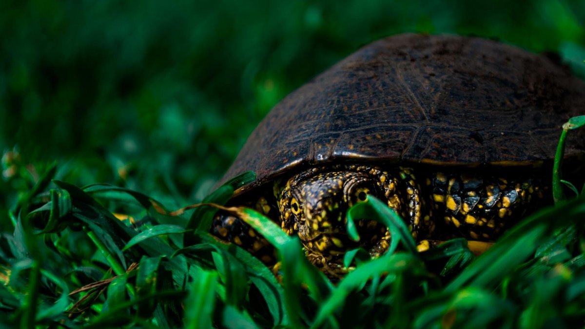 Обои на рабочий стол Черепашки