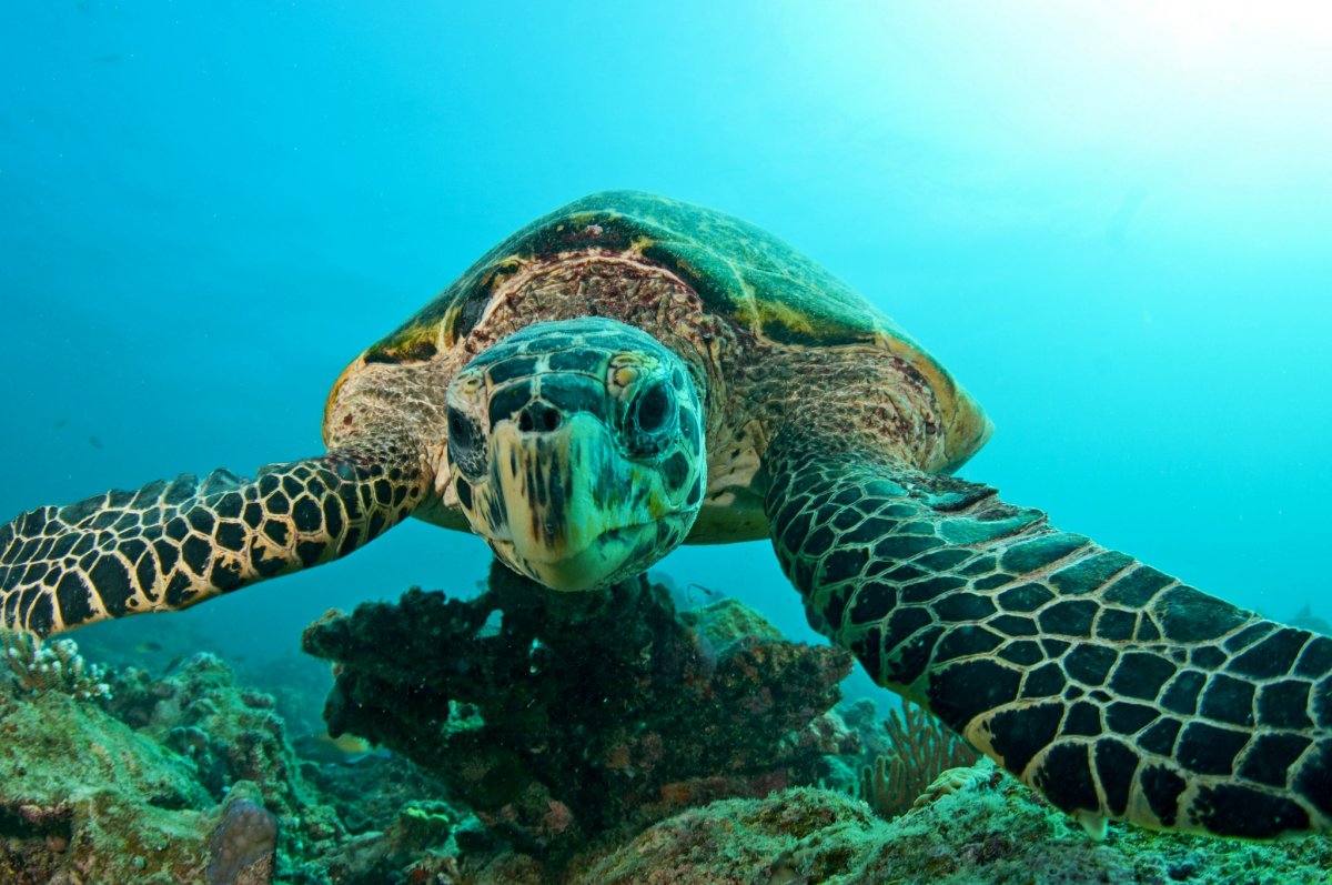 Гребнистая черепаха