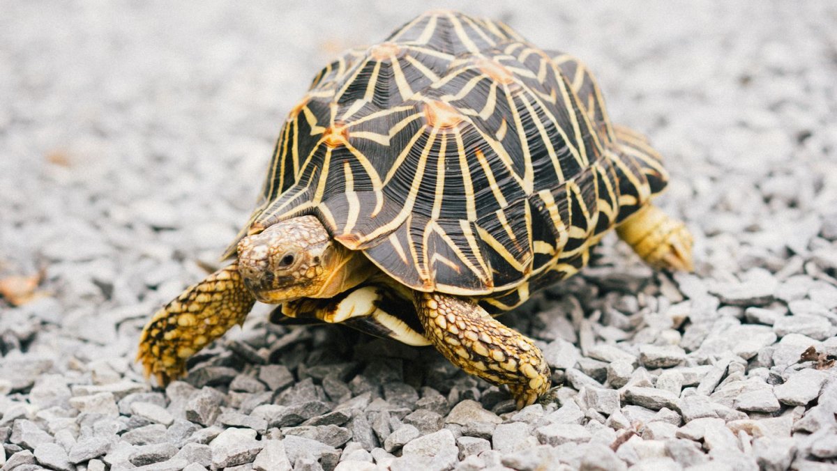 Капская крапчатая плоская черепаха