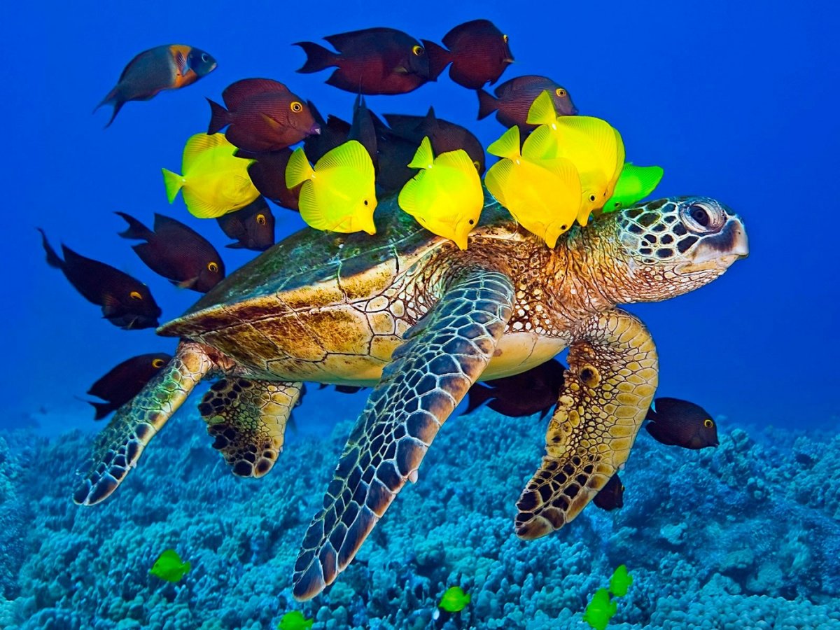 Индийская лопастная черепаха