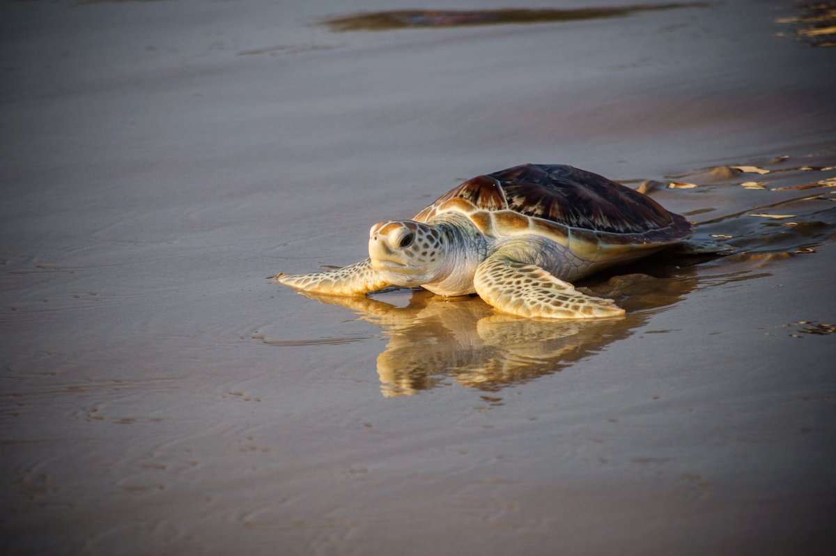 Черепашата в море