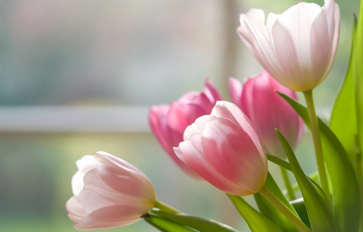 Нежные тюльпаны обои