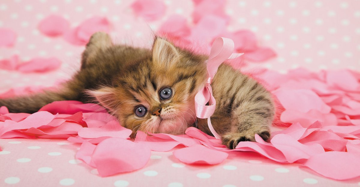 Милые котята розовые