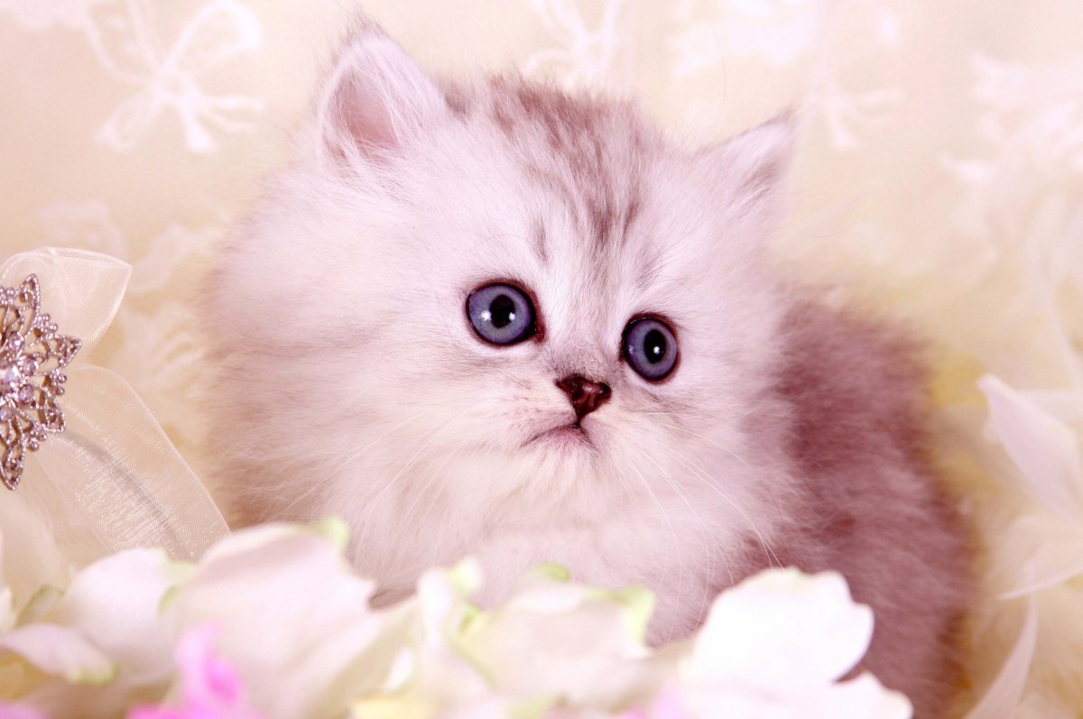 Пушистый котик