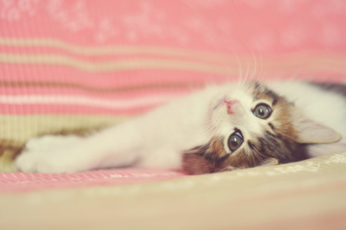 Милые котята на розовом фоне