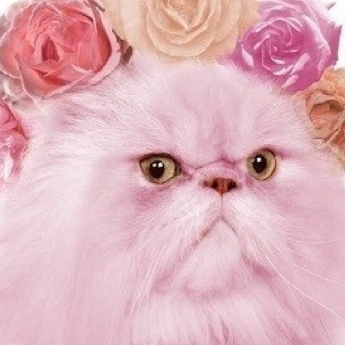Кошка розового цвета