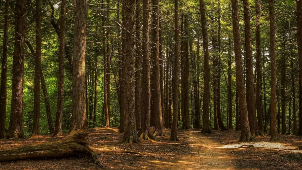 Красивый Сосновый лес