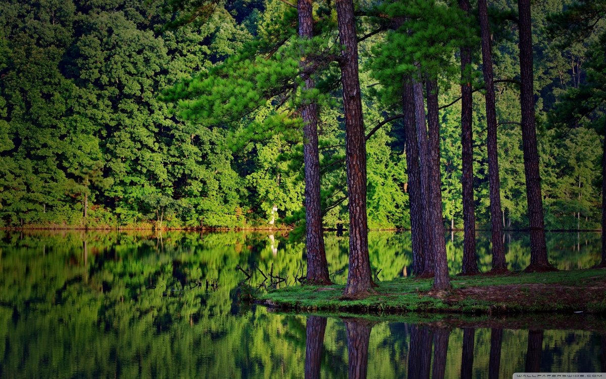 Хвойный лес