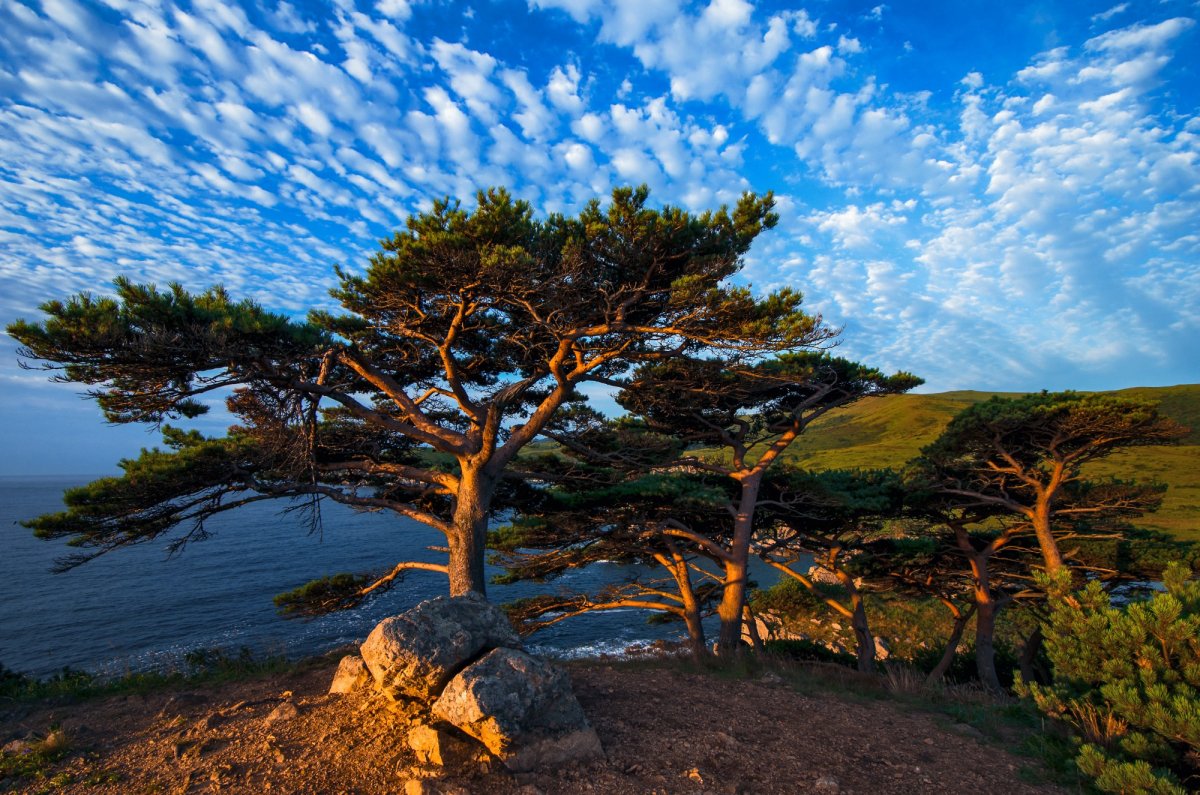 Могильные сосны Андреевка