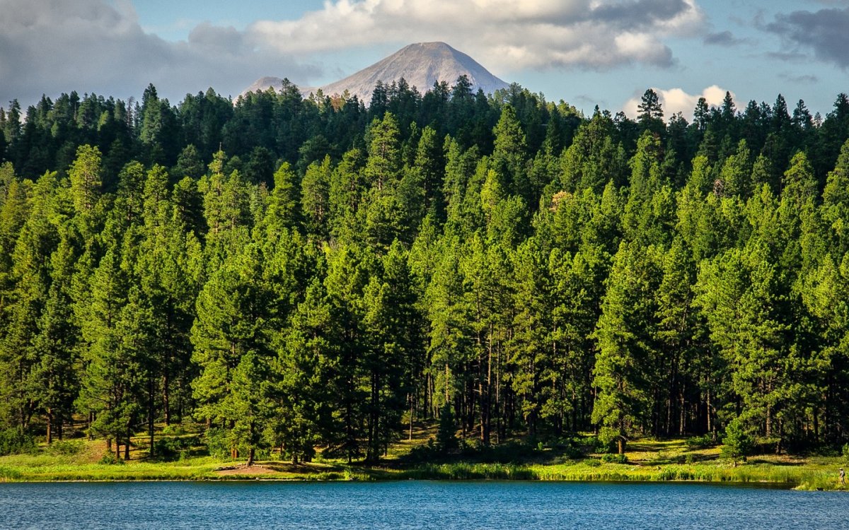 Тайга хвойные леса умеренного пояса