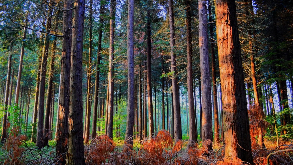 Сосновый лес