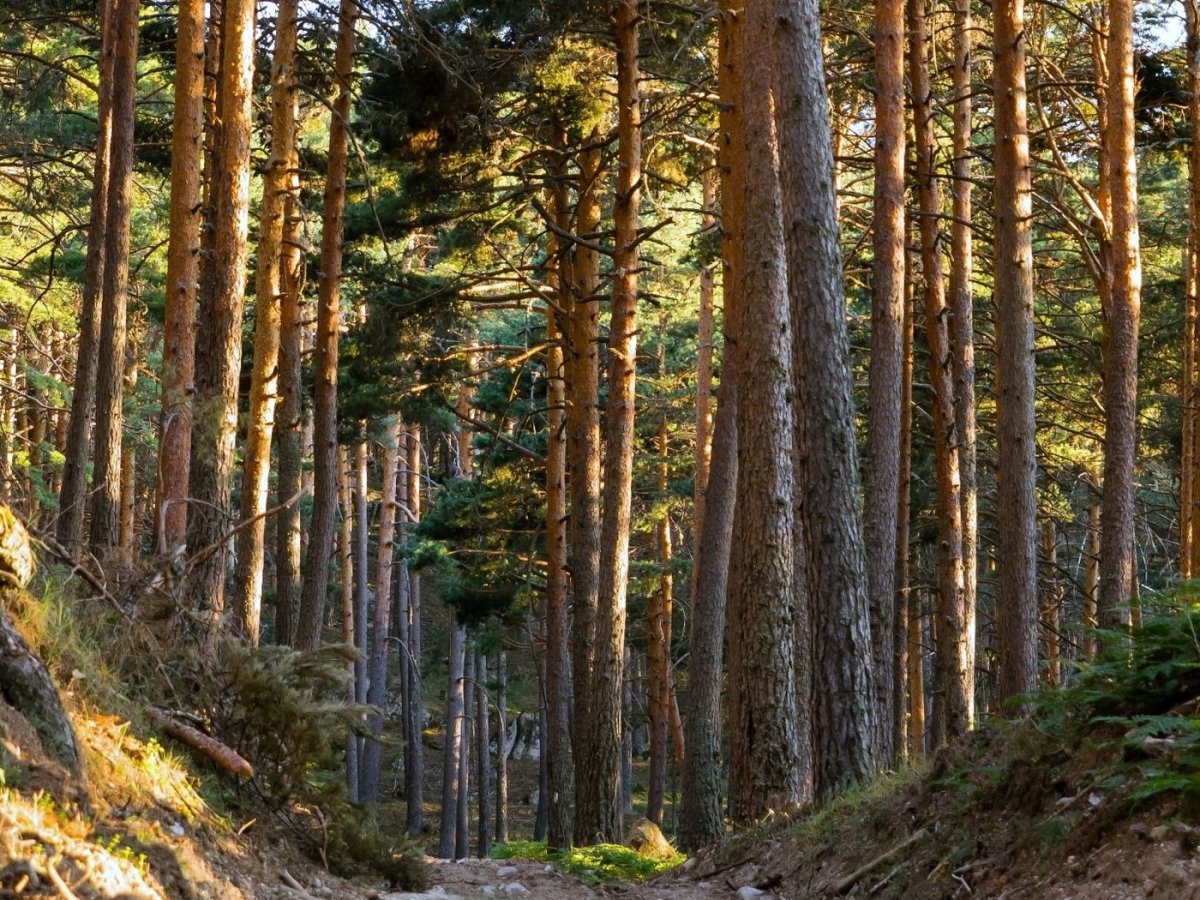 Окурджалар сосны лес