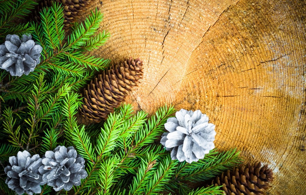 Еловые ветки фон