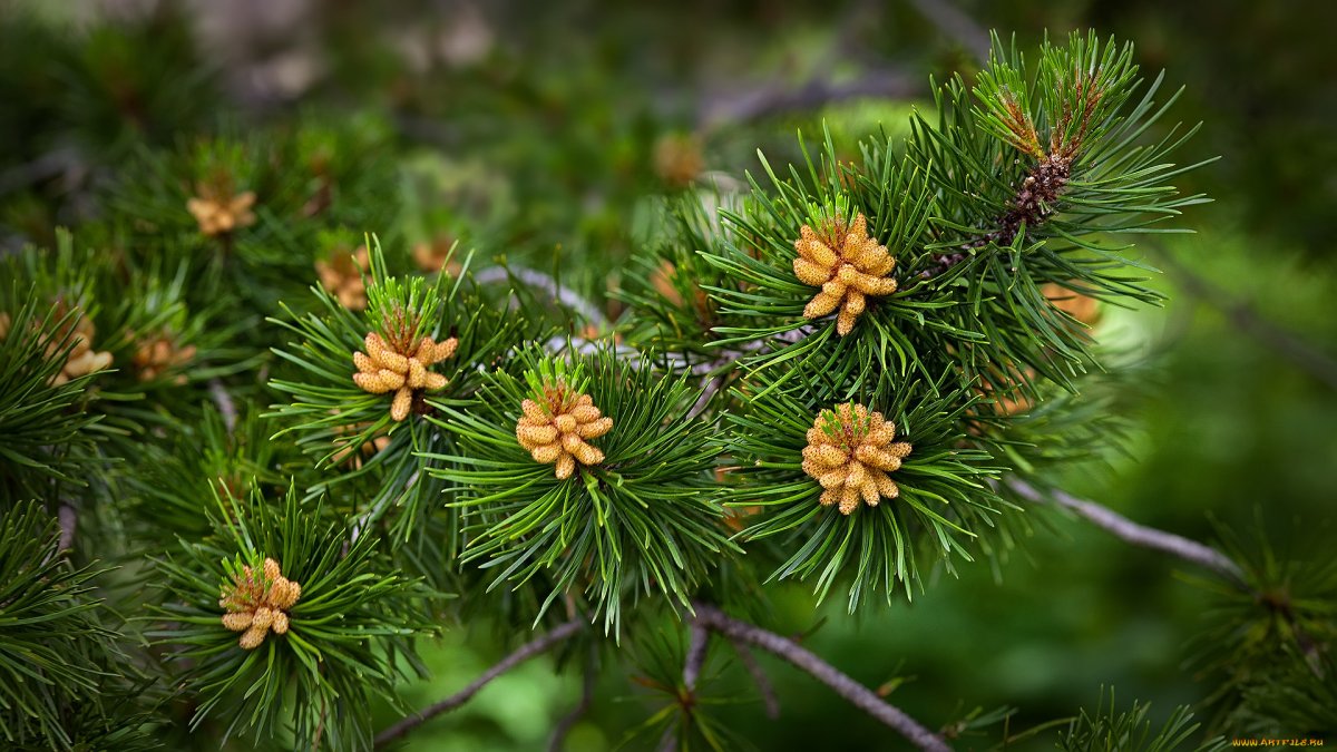 Кедровый стланик