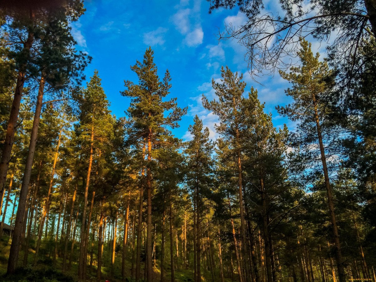 Форносово Сосновый лес