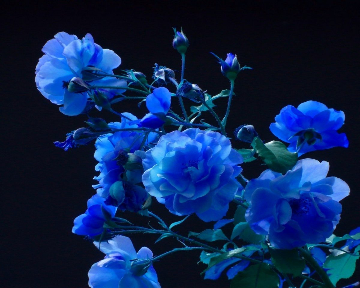 Ярко синие цветы