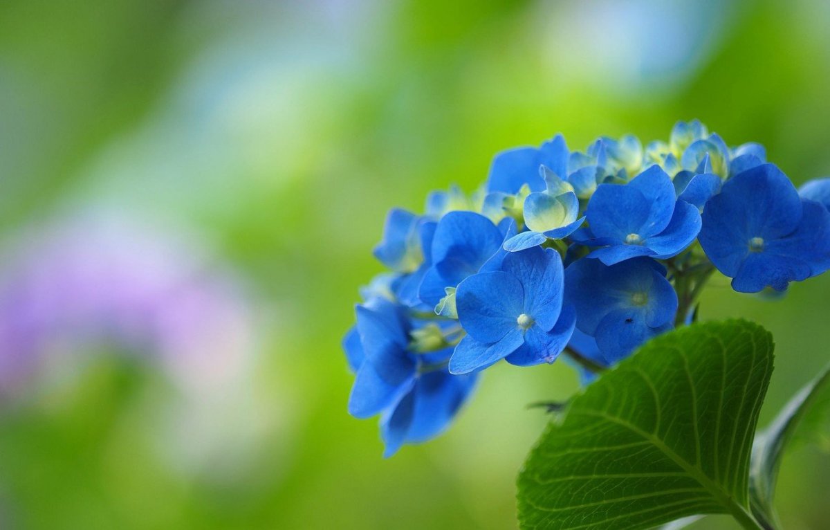 Голубая гортензия позеленела