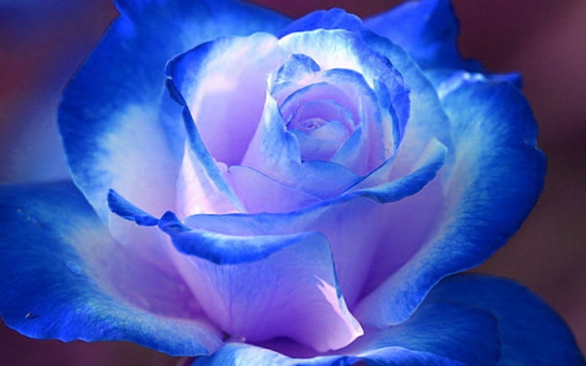 Синяя роза