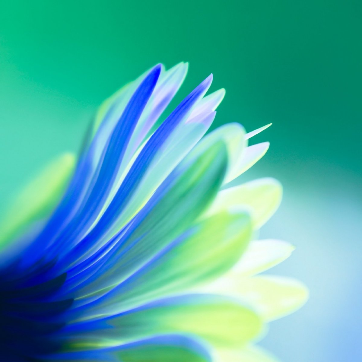 Фон для Хуавей