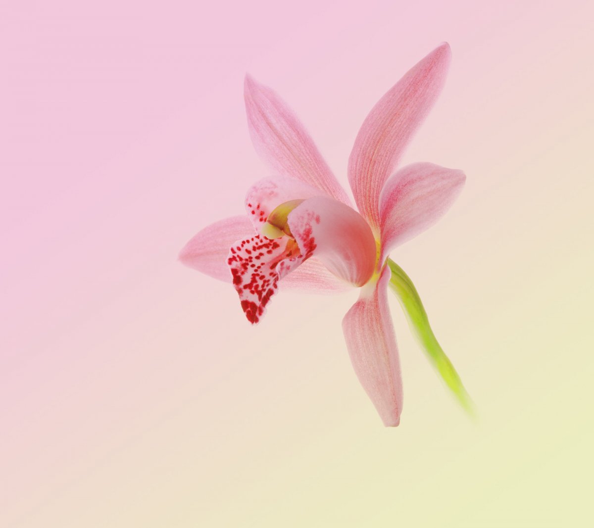 Обои Хуавей p30 Lite