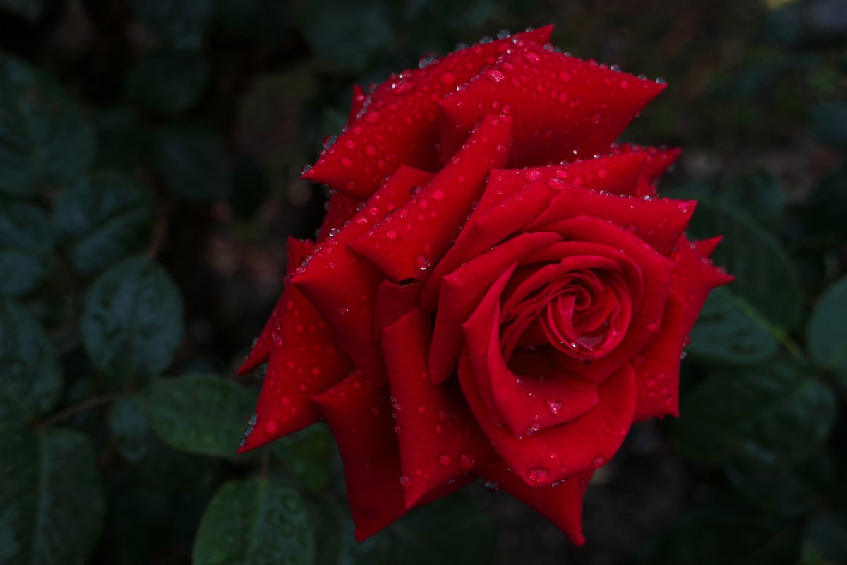 Красная роза макро