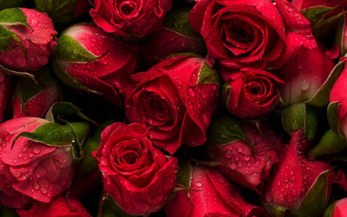 Красные розы обои на рабочий стол