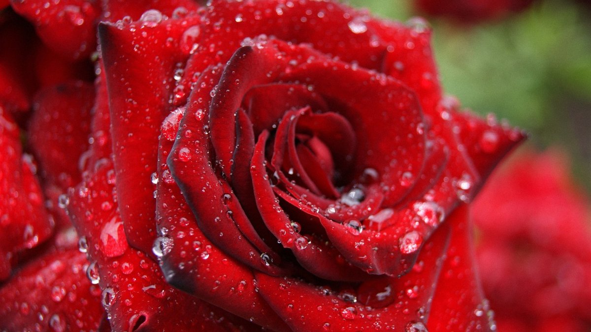 Розы на рабочий стол телефона