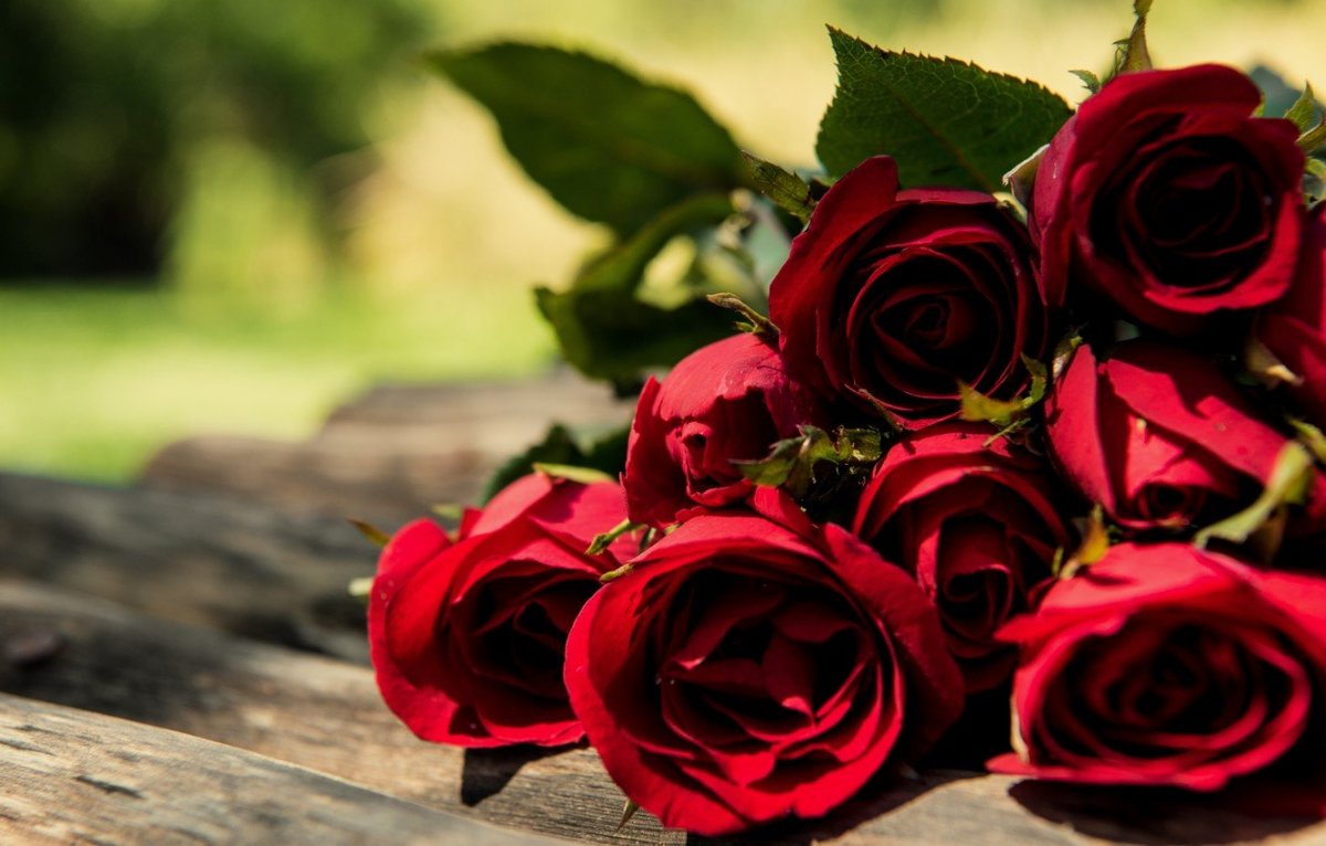 Красные розы HD