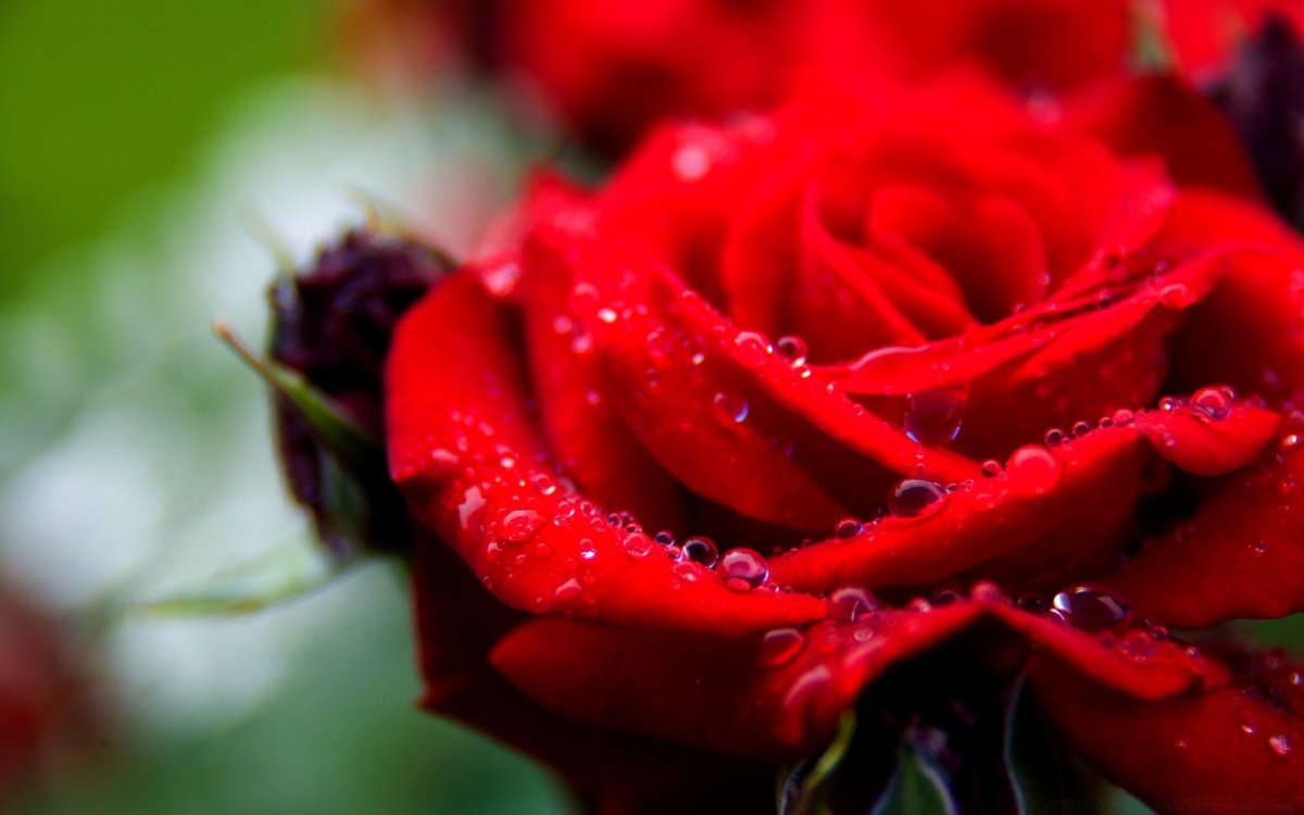 Красные розы на рабочий стол