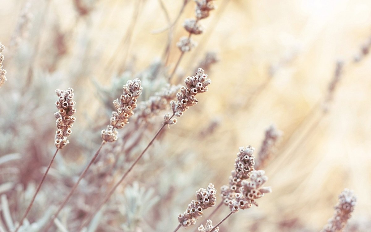 Природа в пастельных тонах