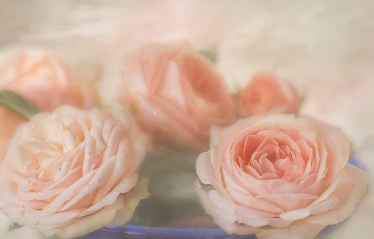 Розы пастельных тонов