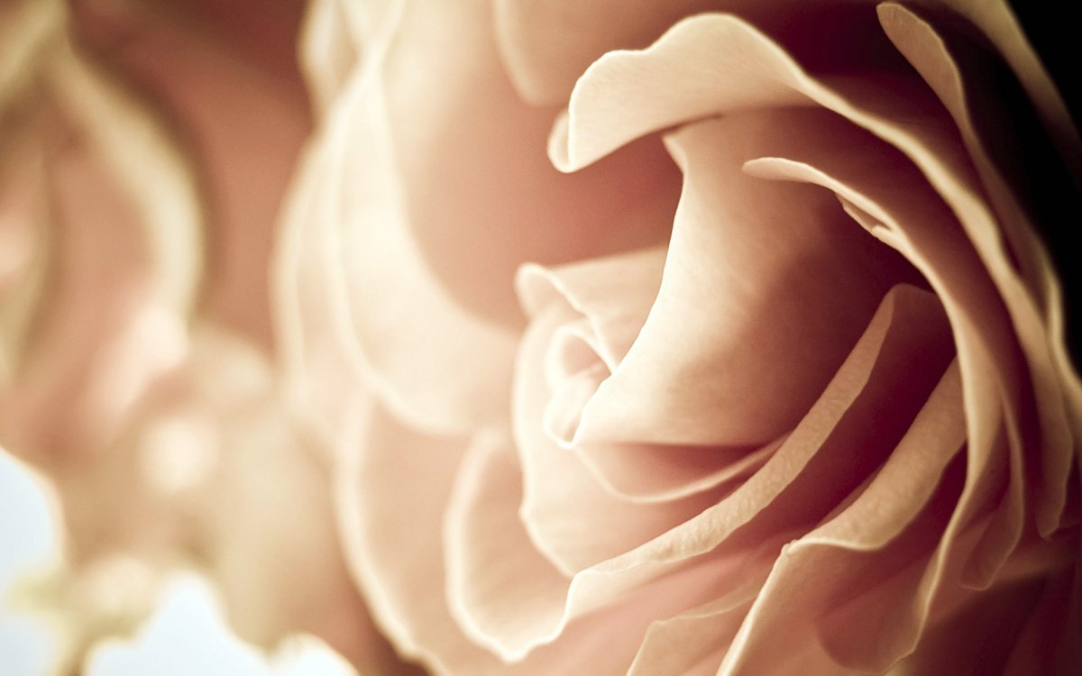 Цветы на бежевом фоне