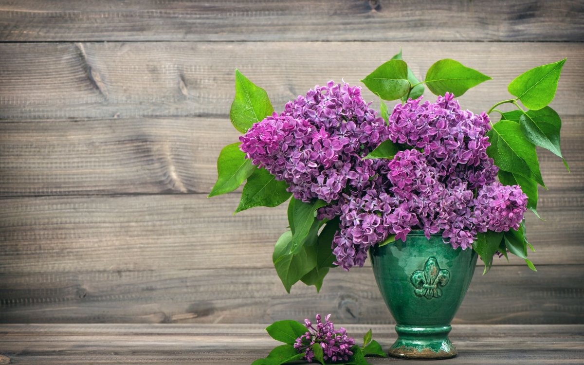 Сирень в горшке