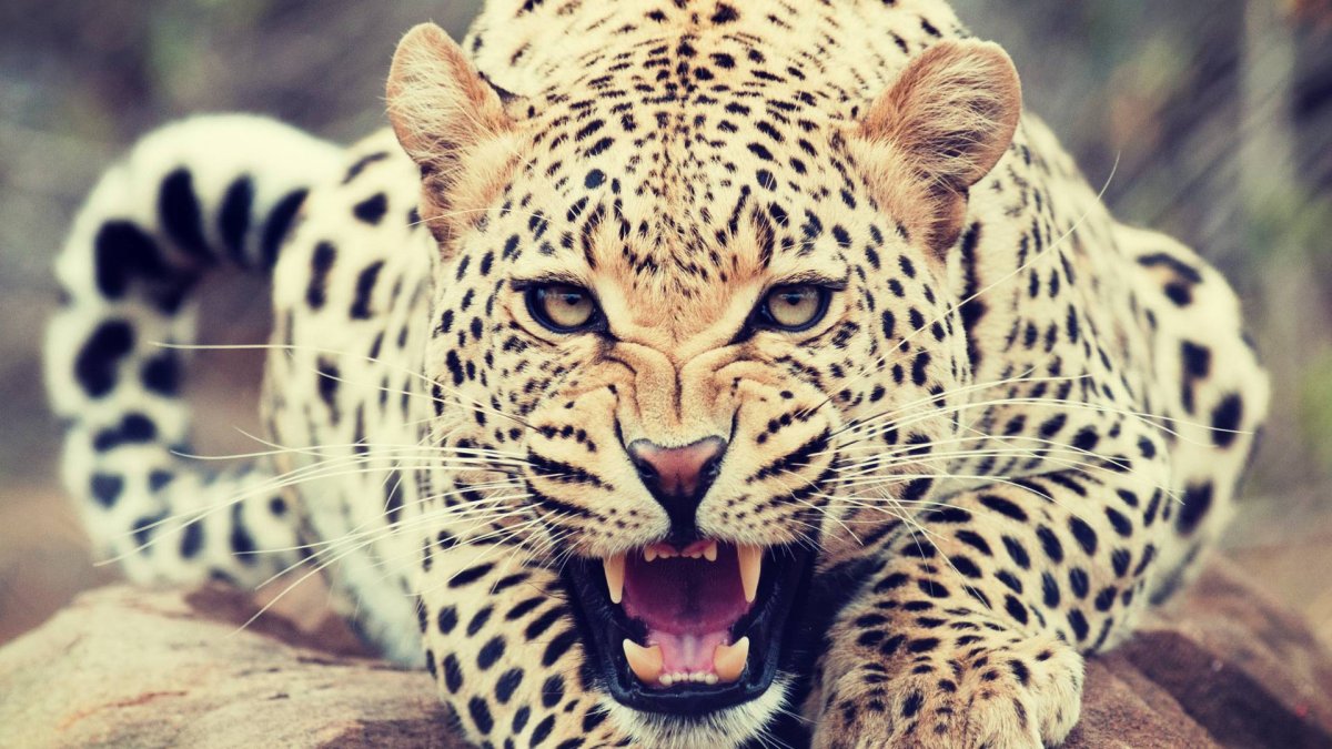 Алмазная мозаика леопард 40х50