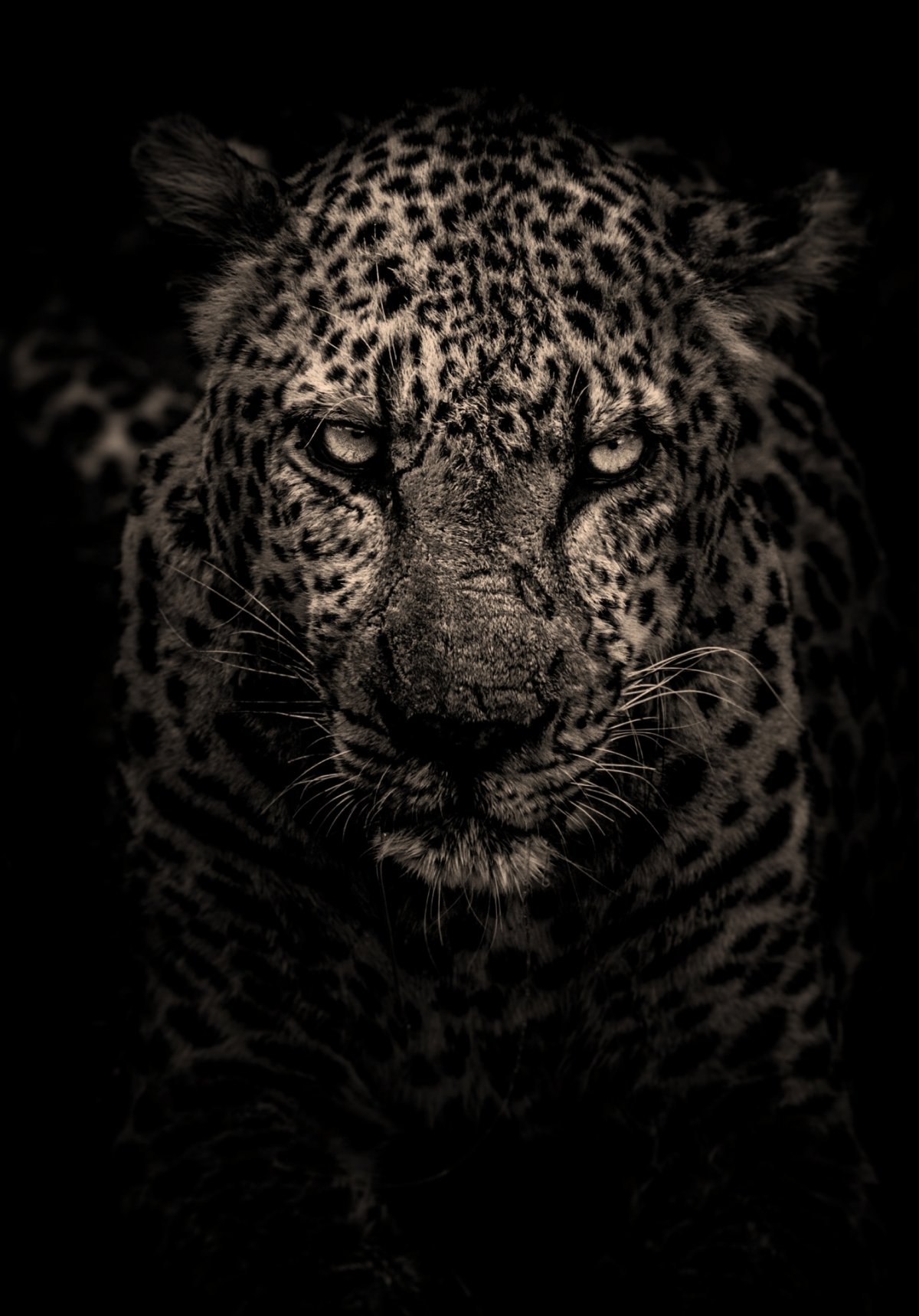 Леопард черно белый