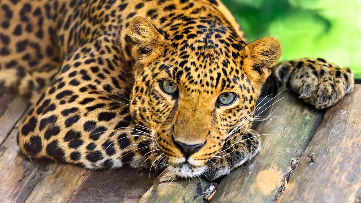 Красивый леопард