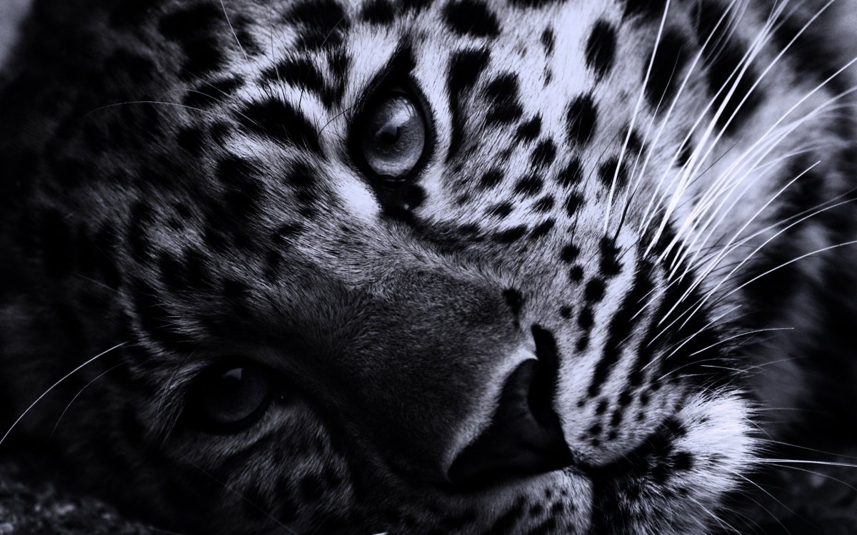 Картинки на рабочий стол леопард