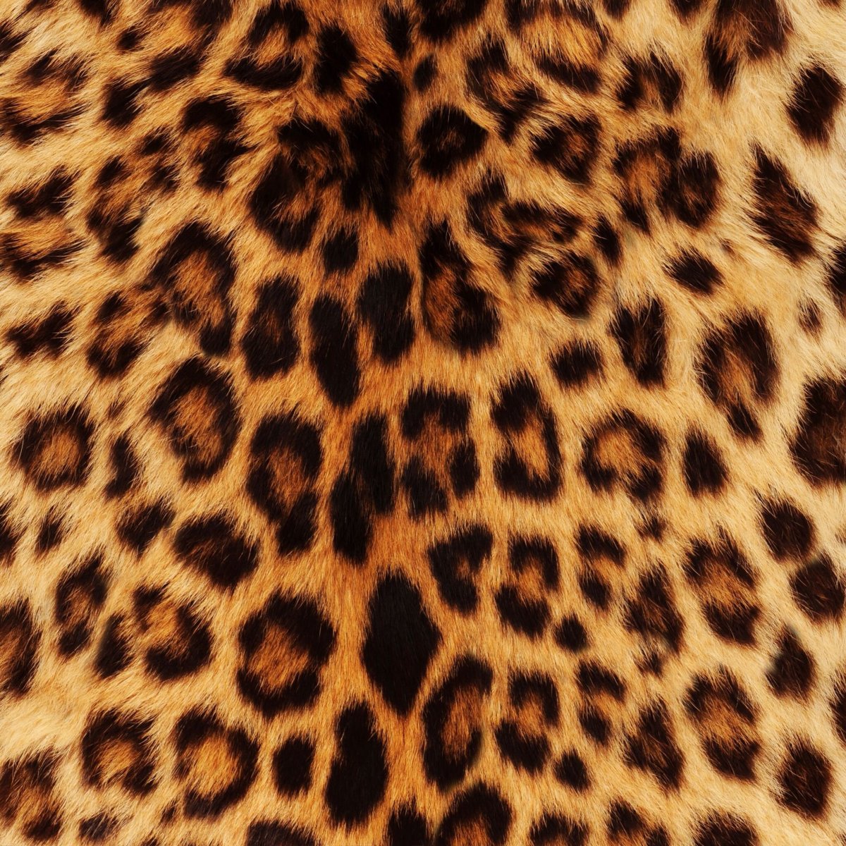 Леопард морда