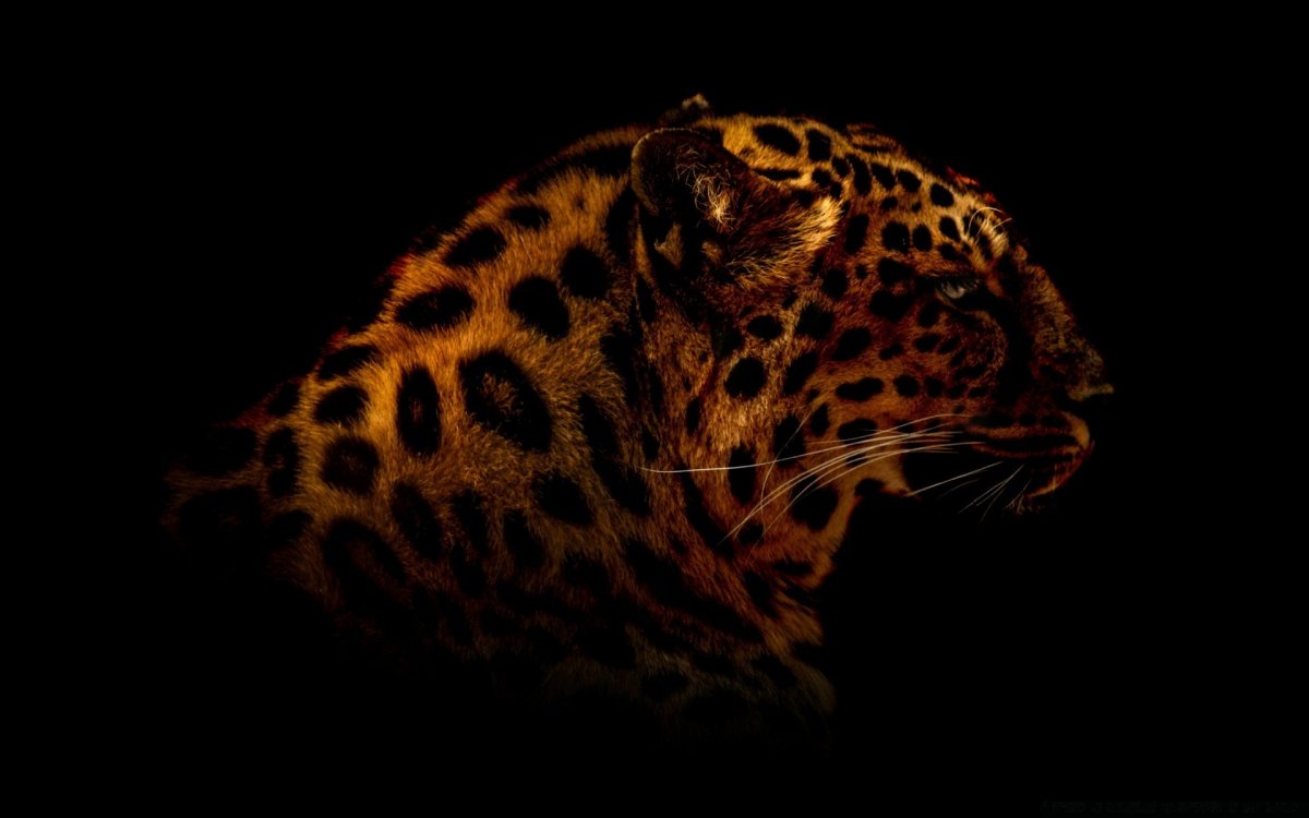 Леопард на зеленом фоне