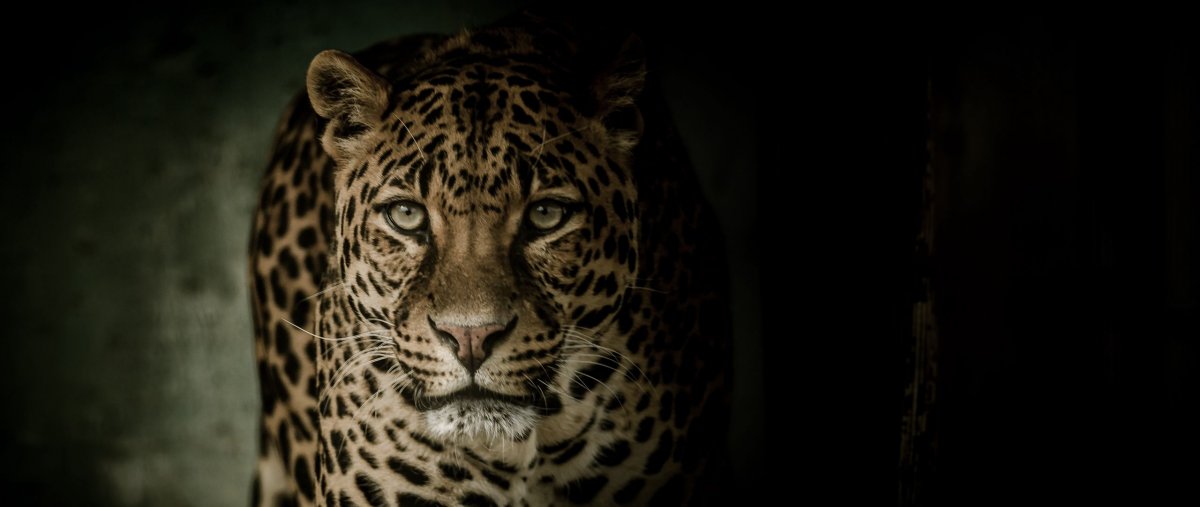 Берберийский леопард