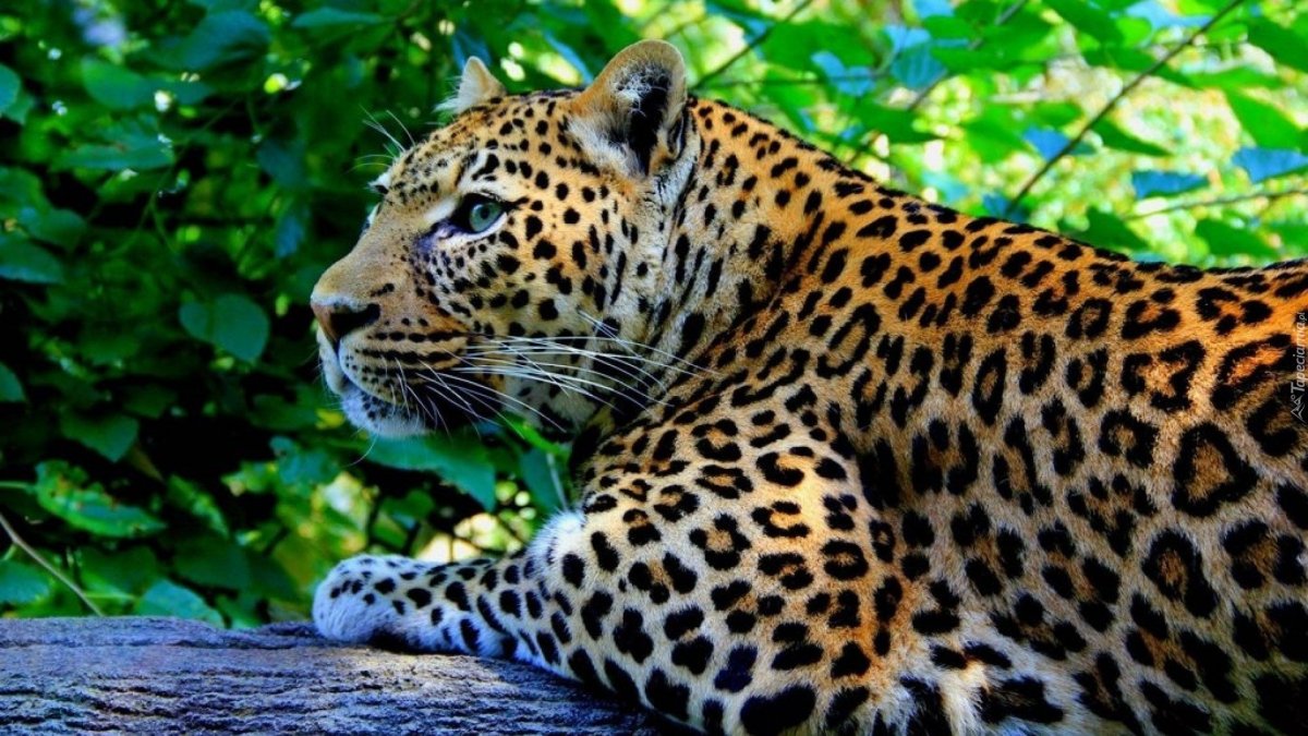 Леопардовый фон