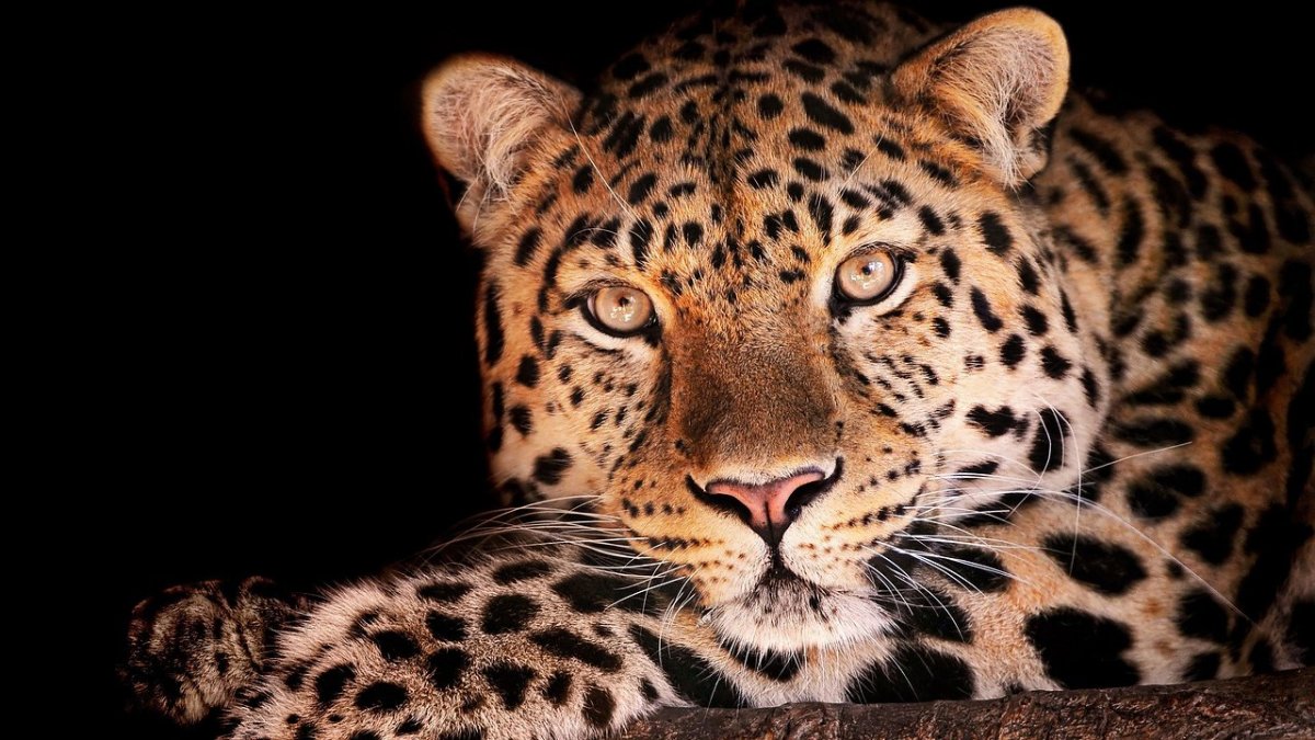 Снежный Барс Mac os