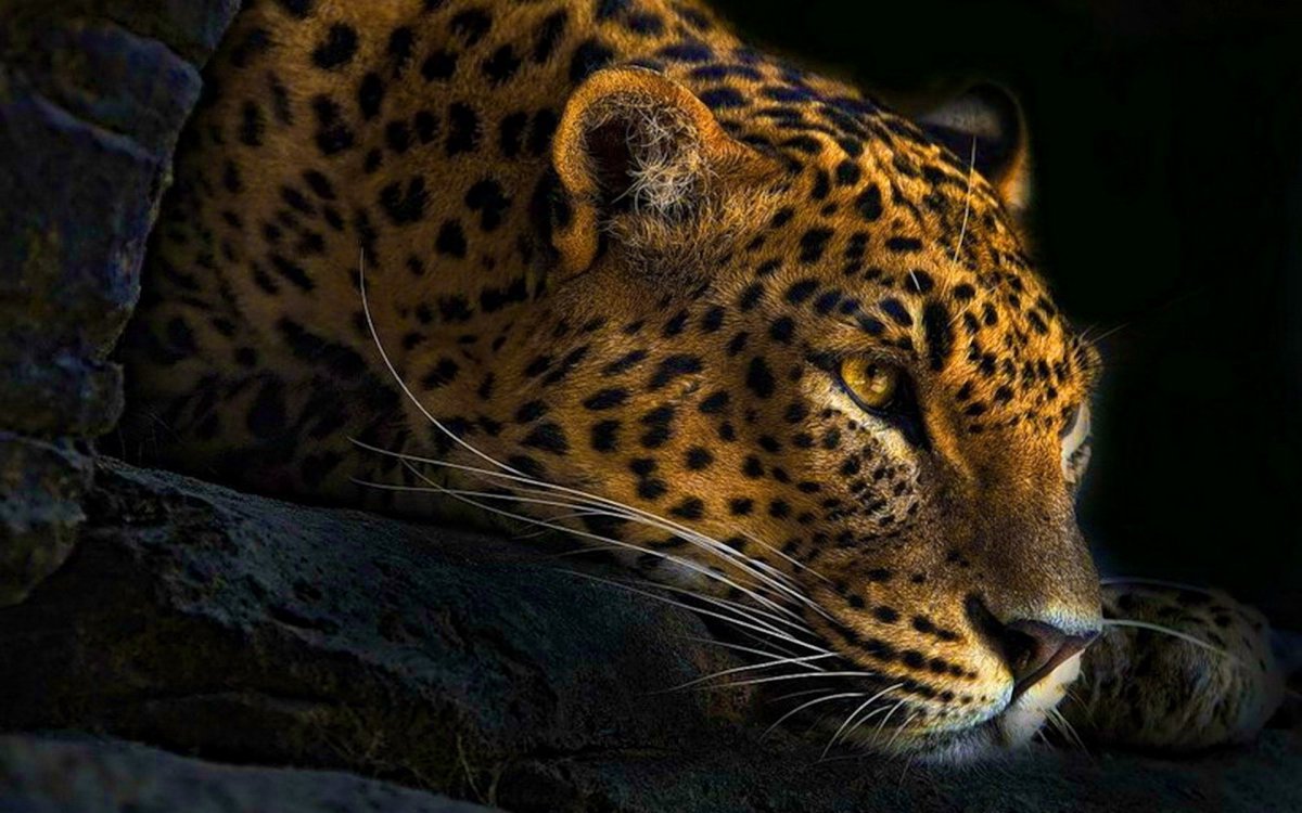 Взгляд леопарда